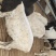 供养纯种杜波绵羊，澳洲白，小尾寒羊，湖羊