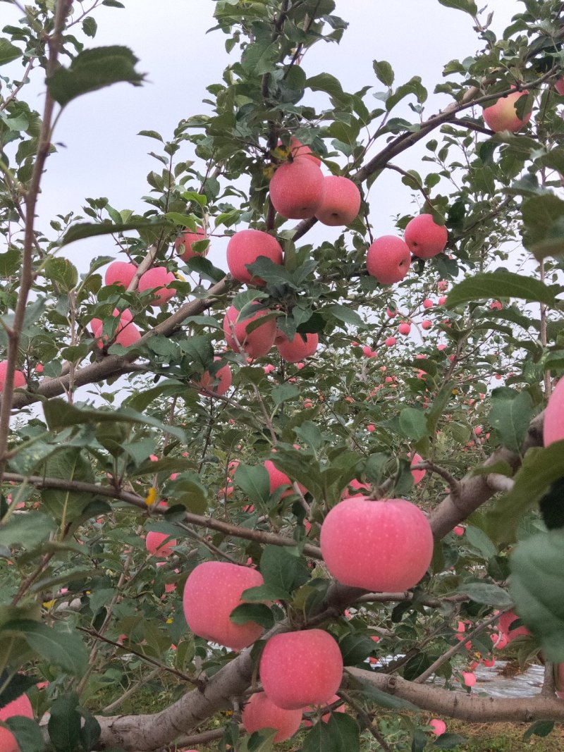 淳化红富士苹果