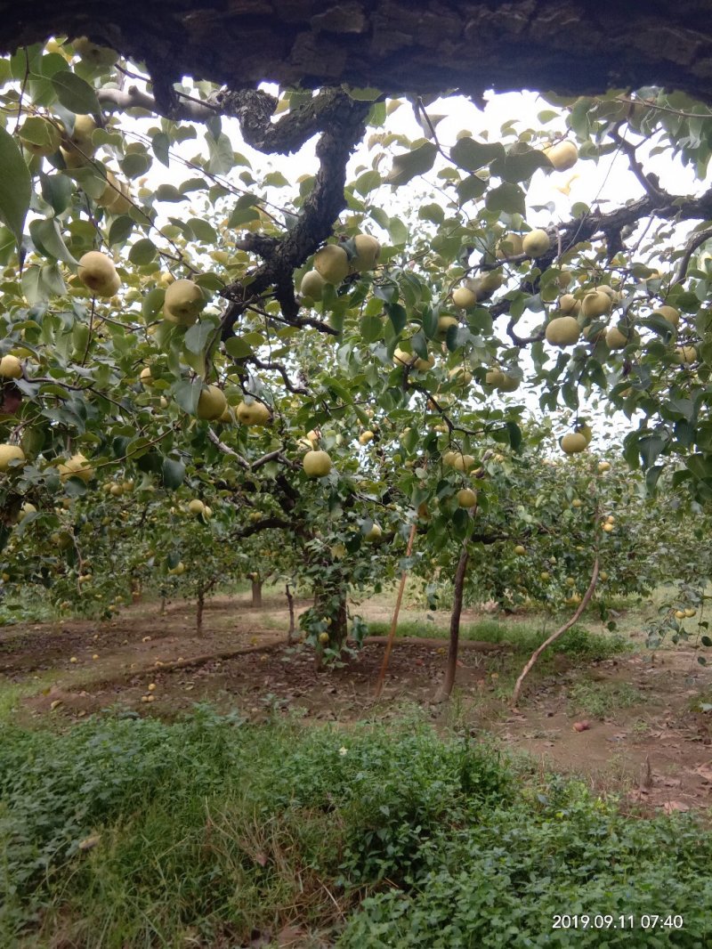 酥梨