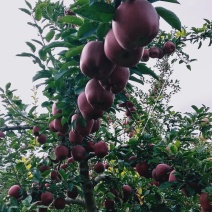 花牛苹果量大从优