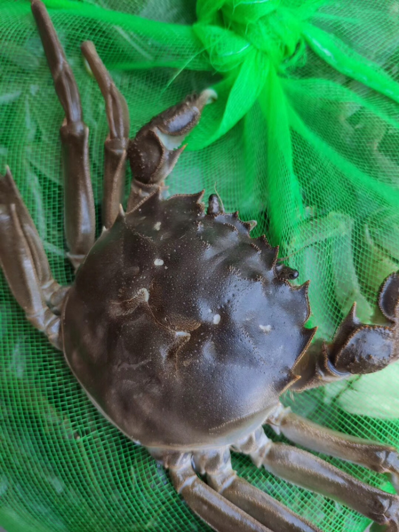 江苏精品大闸蟹公母（零售单只）