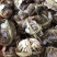 江苏精品大闸蟹公母（零售单只）