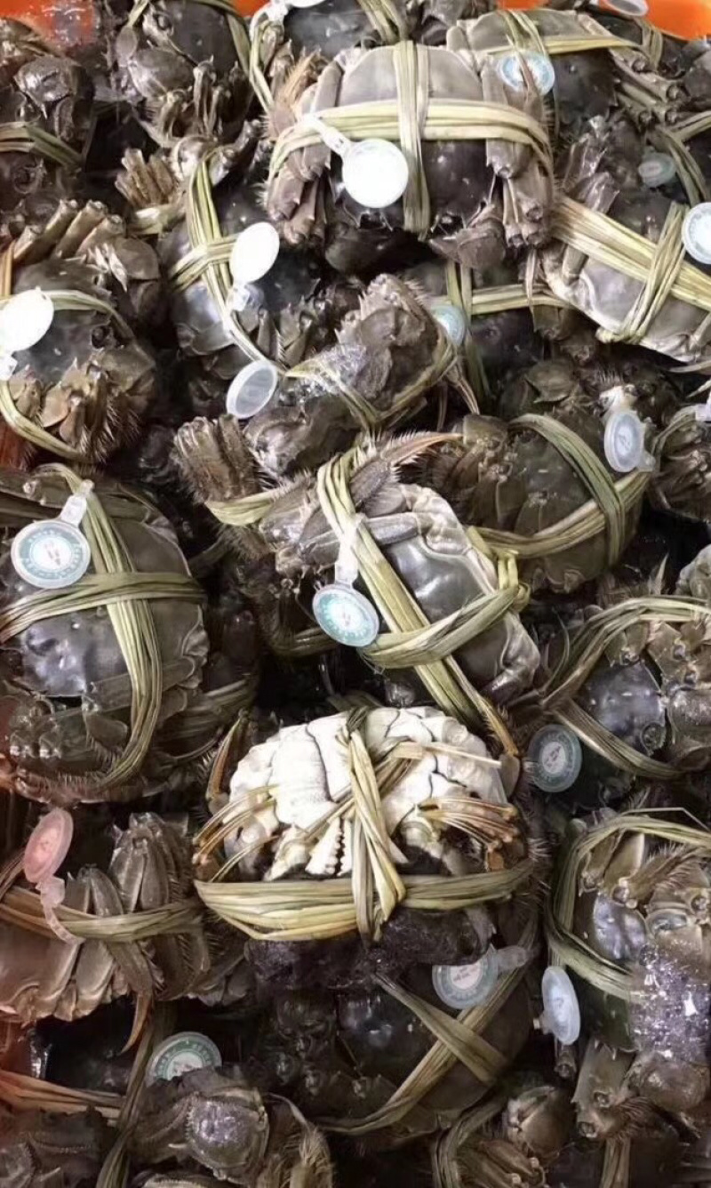 江苏精品大闸蟹公母（零售单只）