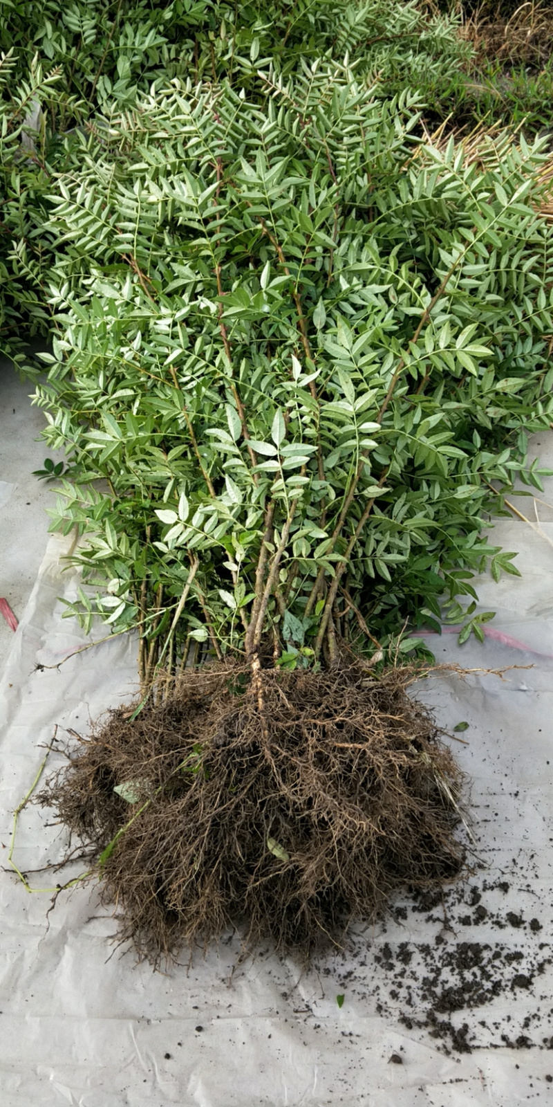 花椒苗，红花椒，正路椒，汉源贡椒