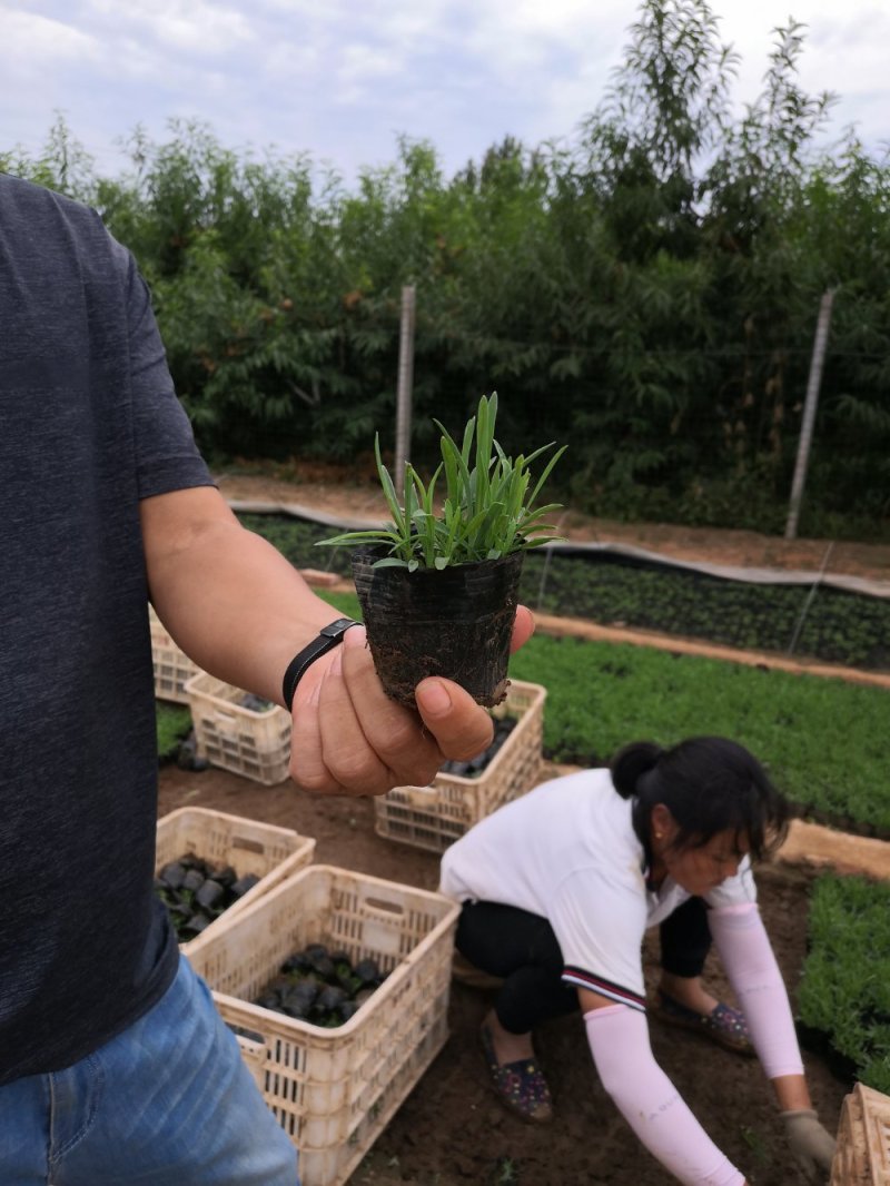 地被石竹耐高温耐寒懒人必养易养活基地直发