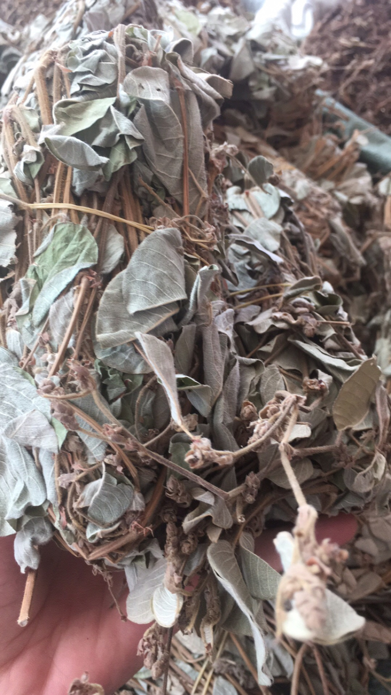 金钱草