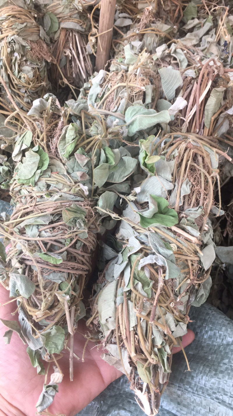 金钱草
