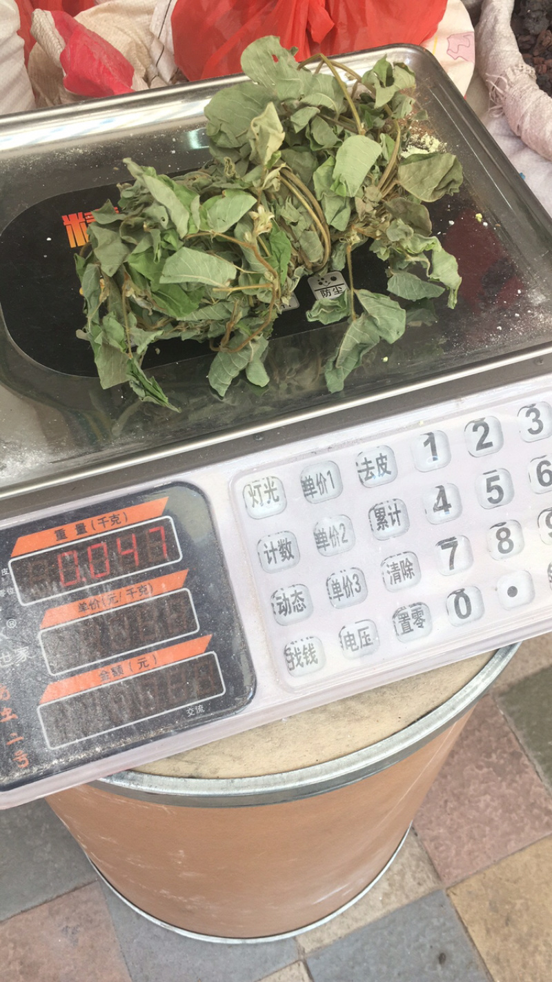 金钱草