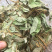 金钱草