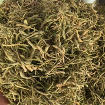 山东金银花