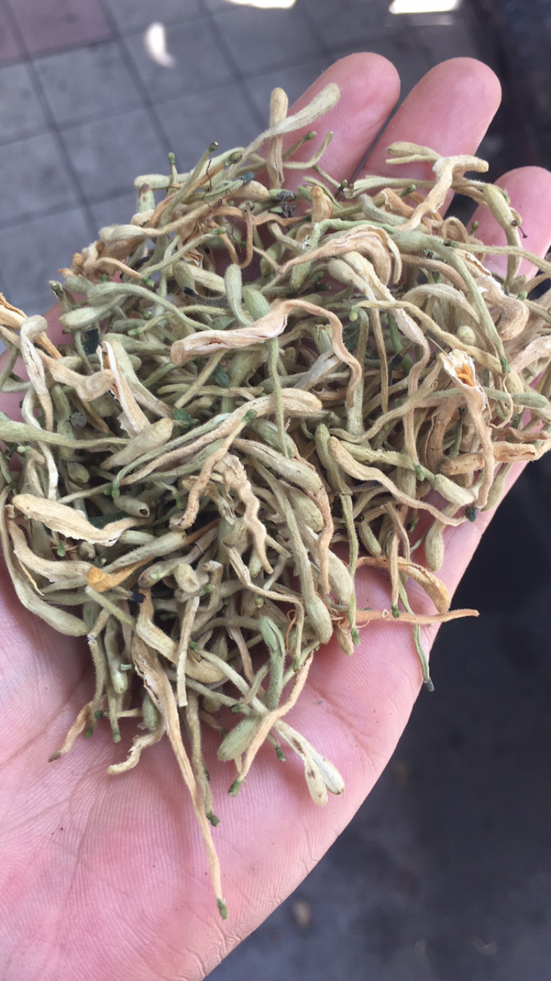 山东金银花