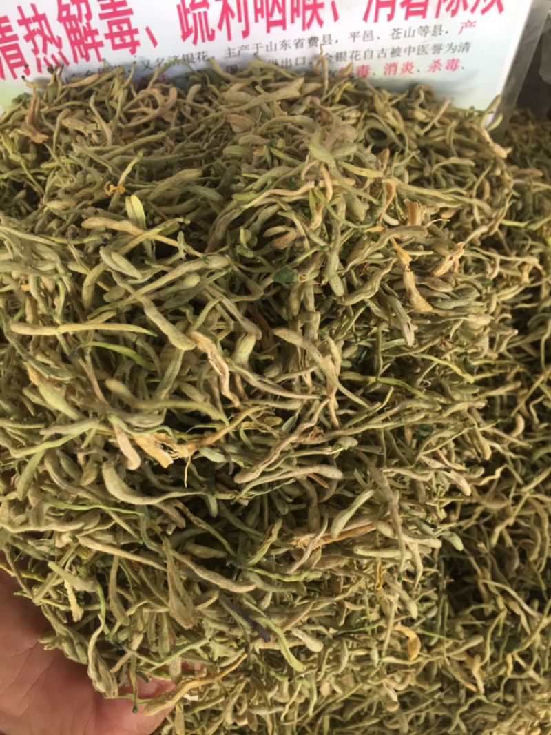 山东金银花