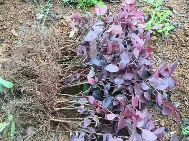 红继木红花继木红继木苗小苗批发湖北红继木各种规格