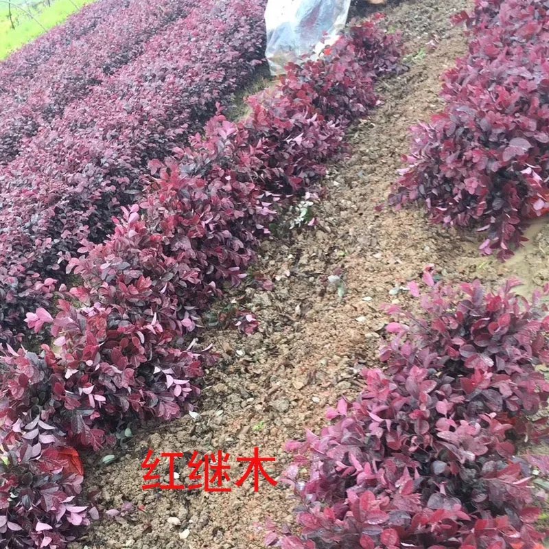 红继木红花继木红继木苗小苗批发湖北红继木各种规格