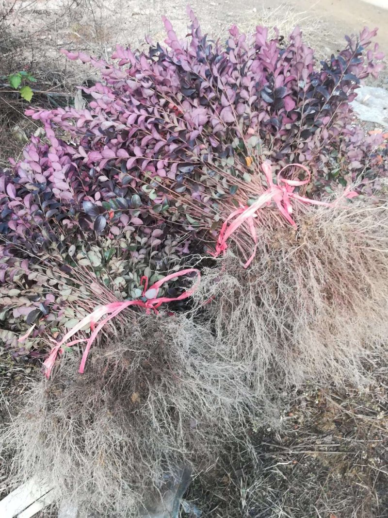 红继木红花继木红继木苗小苗批发湖北红继木各种规格