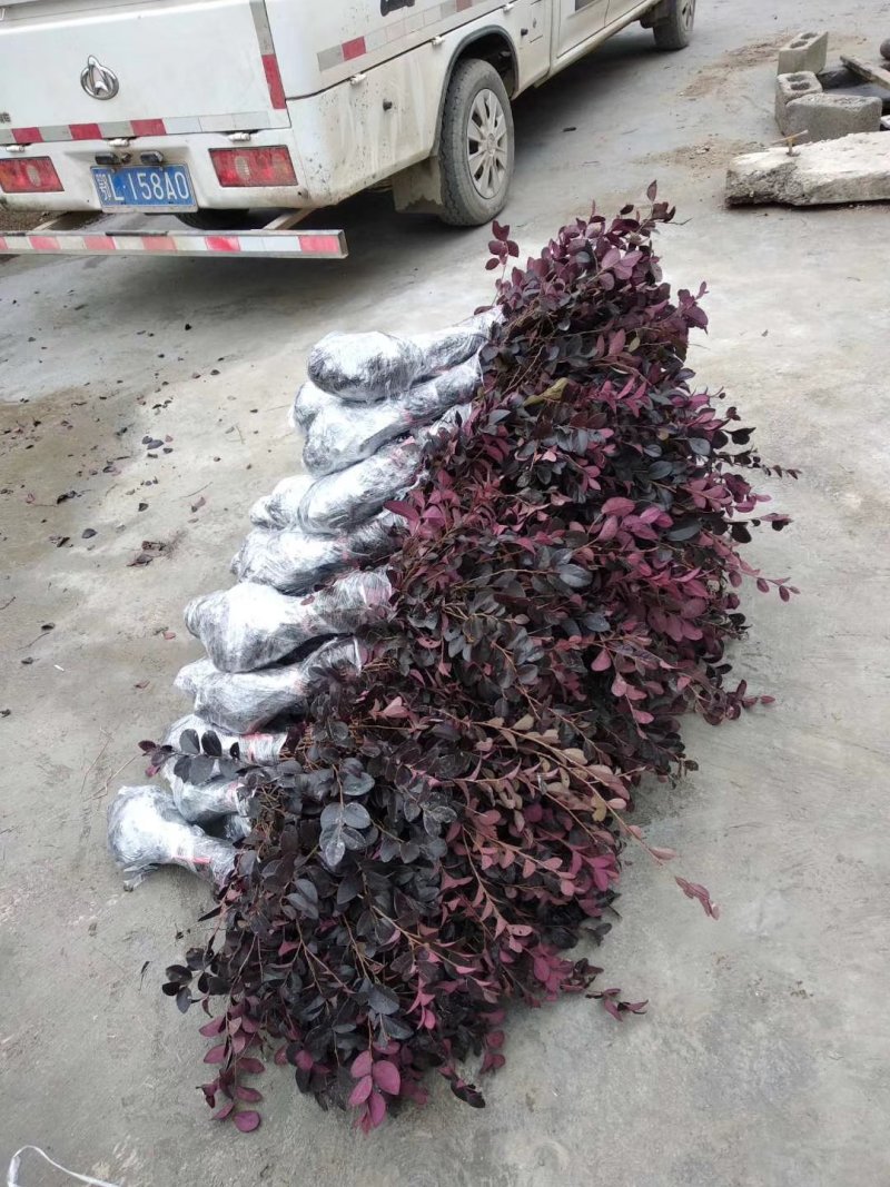 红继木红花继木红继木苗小苗批发湖北红继木各种规格