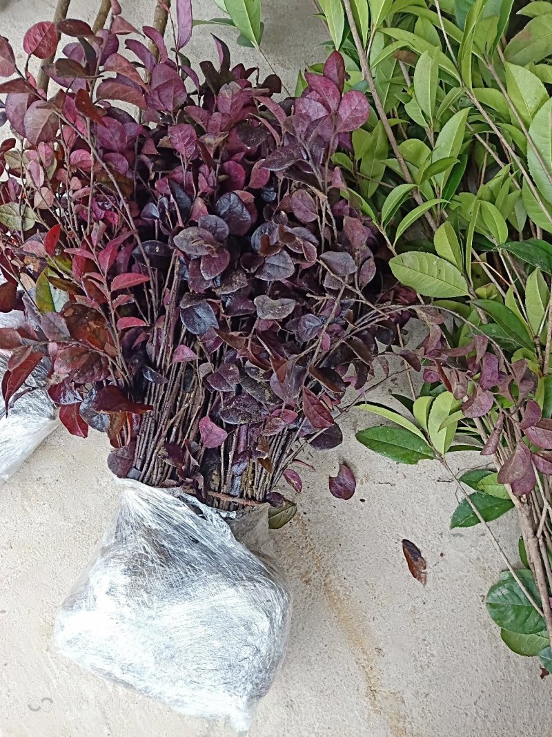 红继木红花继木红继木苗小苗批发湖北红继木各种规格