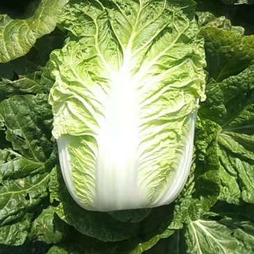 黄心大白菜精品玲珑黄质量保证正品