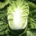 黄心大白菜精品玲珑黄质量保证正品