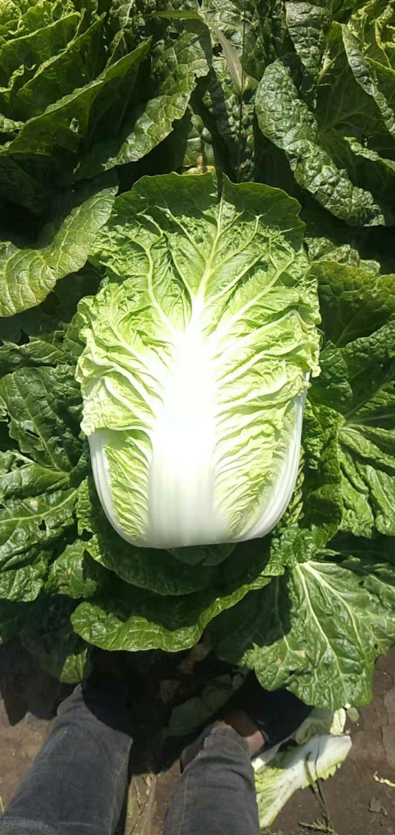 黄心大白菜精品玲珑黄质量保证正品
