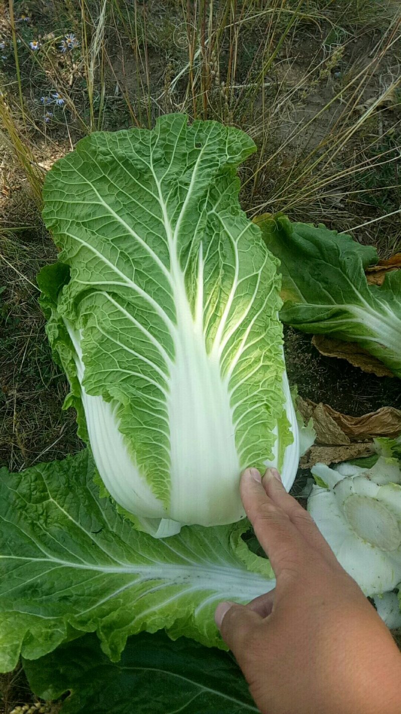 黄心大白菜精品玲珑黄质量保证正品