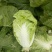 白菜夏阳白菜上市质量保证一手货源价格优欢迎电话咨询