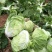 白菜夏阳白菜上市质量保证一手货源价格优欢迎电话咨询
