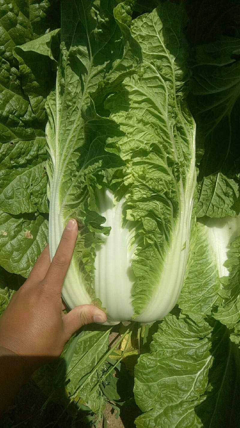 黄心大白菜精品玲珑黄质量保证正品