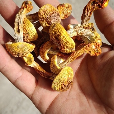 姬松茸干货基地直供