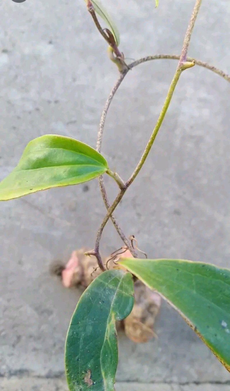 [精品]云南红土茯苓，肉质块根，利润极低，量少匆扰