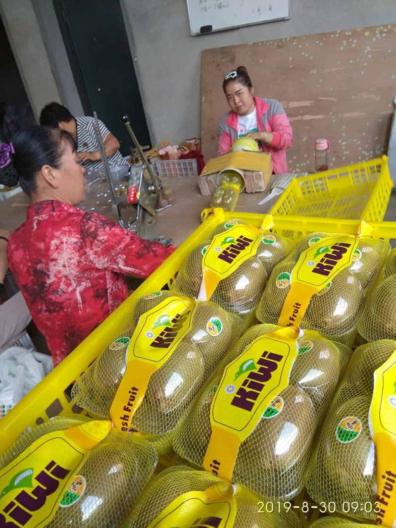 亚持猕猴桃，成熟早，果形园柱形，纯甜上市了。