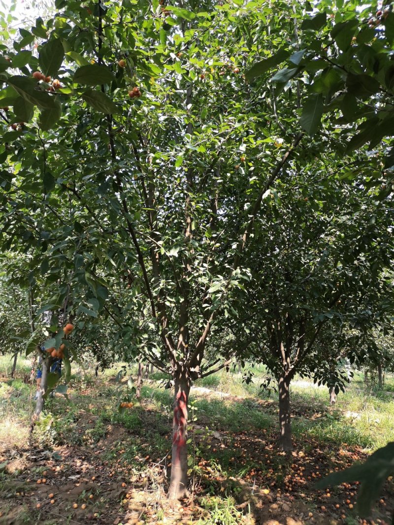 绚丽海棠，北美海棠精品8—18公分，大量供应各种规格，