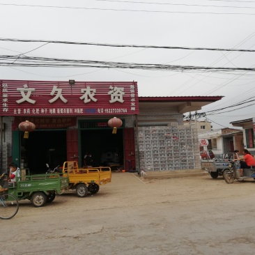 七级巨峰葡萄大量上市