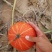 （陕北基地）黄金二号红南瓜1~2斤以上扁圆形大量上市代发全国
