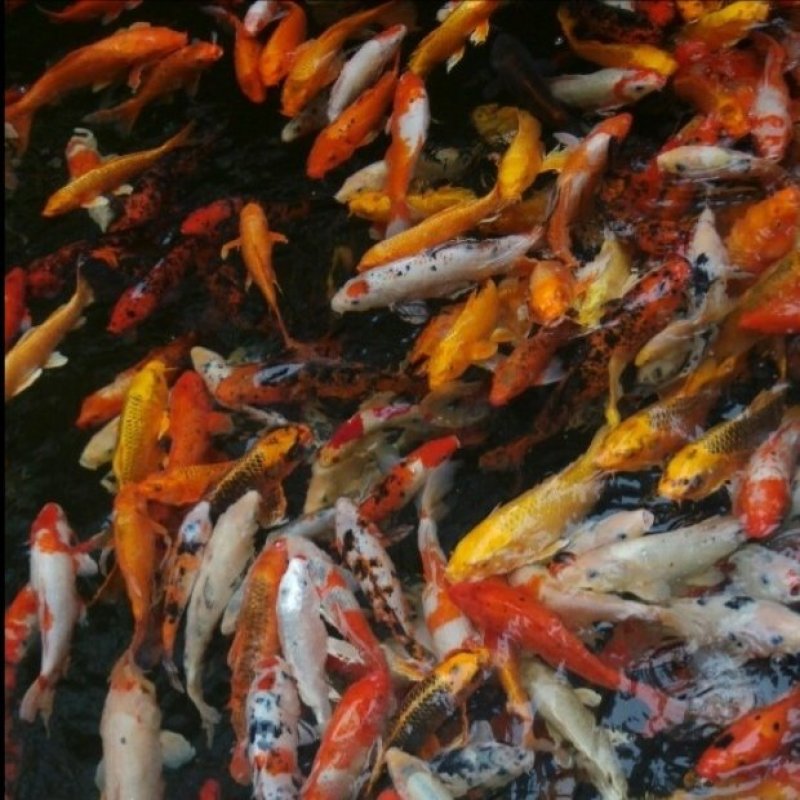 锦鲤观赏鱼