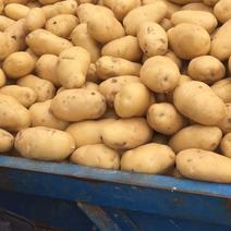 贵州威宁黄心大土豆3两两通货，可以送超市学校等等。