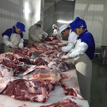 尼日利亚冷冻驴肉前腿和后腿