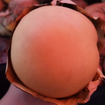 园黄梨