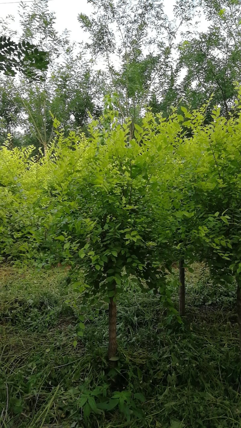 矮接金叶榆