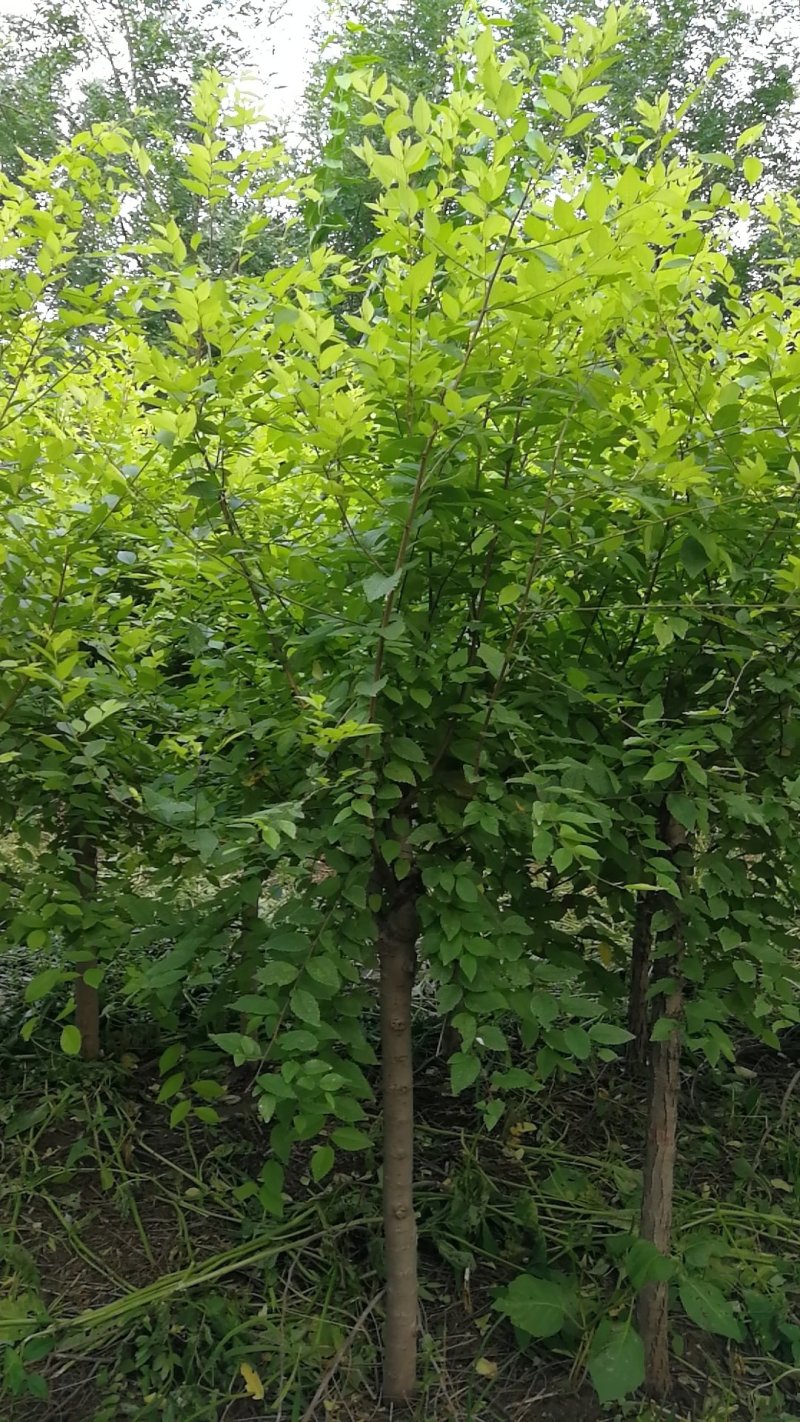 矮接金叶榆