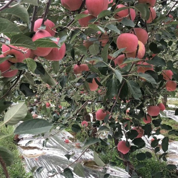 昭通丑苹果