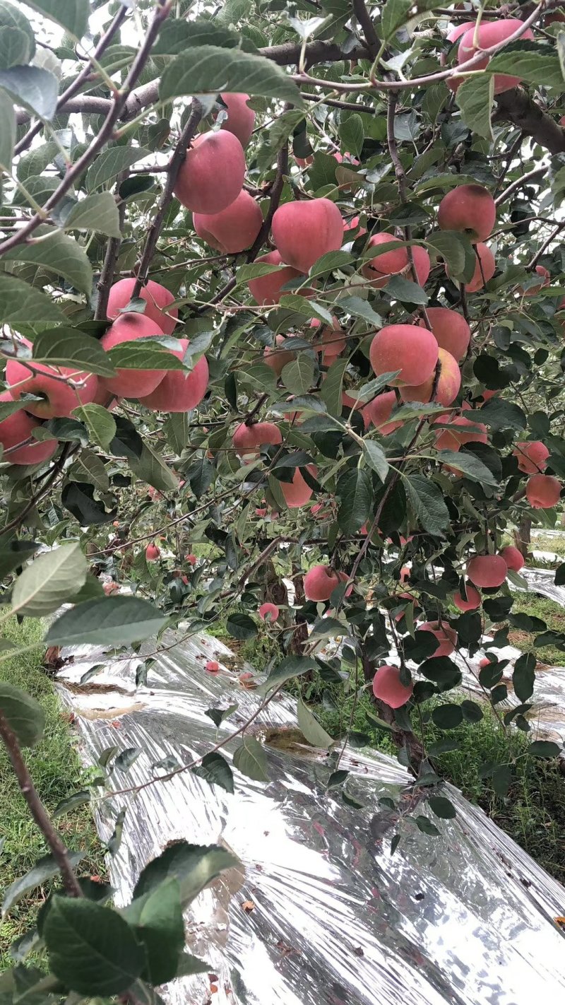 昭通丑苹果