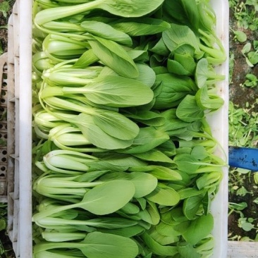 精品青菜，长期有货，一手货源。保证质量