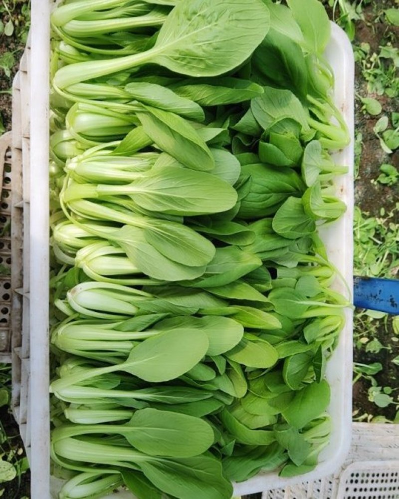 精品青菜，长期有货，一手货源。保证质量