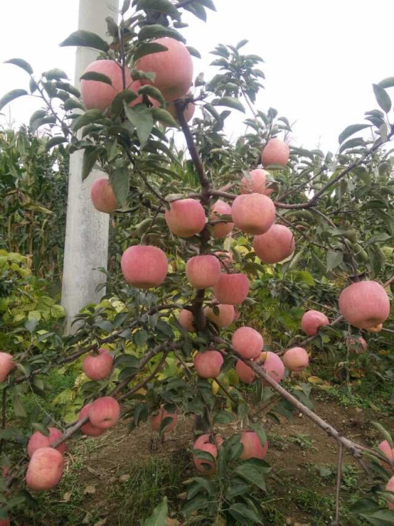 【苹果苗】新品种寒富苹果苗，烟富8号苹果苗，品种规格齐全