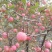 【苹果苗】新品种寒富苹果苗，烟富8号苹果苗，品种规格齐全