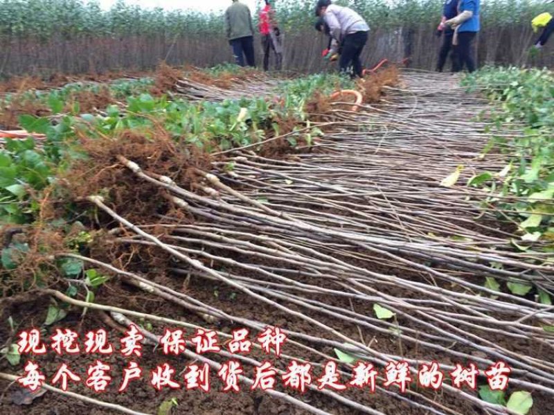 【苹果苗】新品种寒富苹果苗，烟富8号苹果苗，品种规格齐全