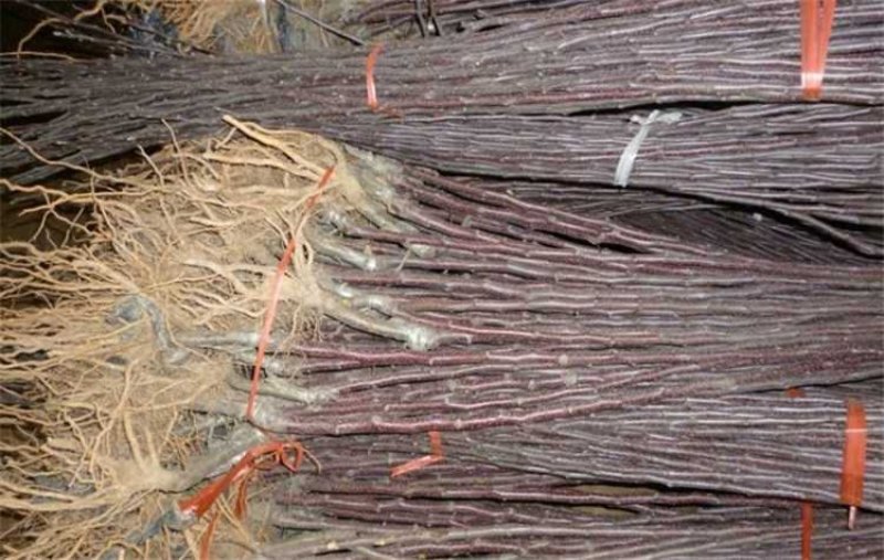 【苹果苗】新品种寒富苹果苗，烟富8号苹果苗，品种规格齐全