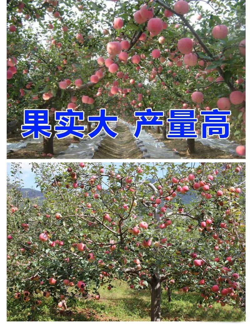 【苹果苗】新品种寒富苹果苗，烟富8号苹果苗，品种规格齐全