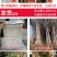【苹果苗】新品种寒富苹果苗，烟富8号苹果苗，品种规格齐全